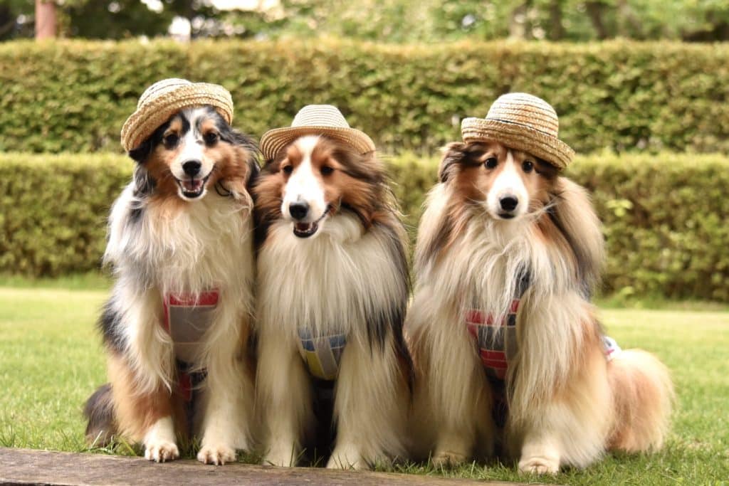 犬 | 柏崎・出雲崎