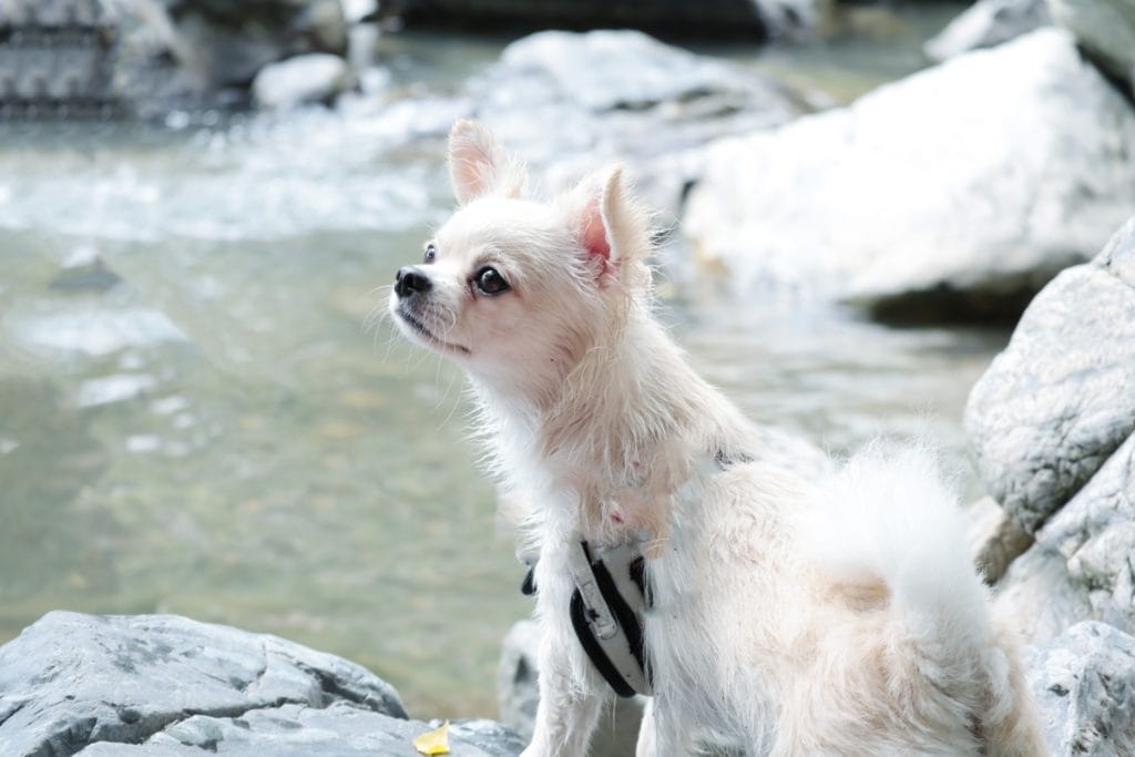 犬 | 川西・猪名川