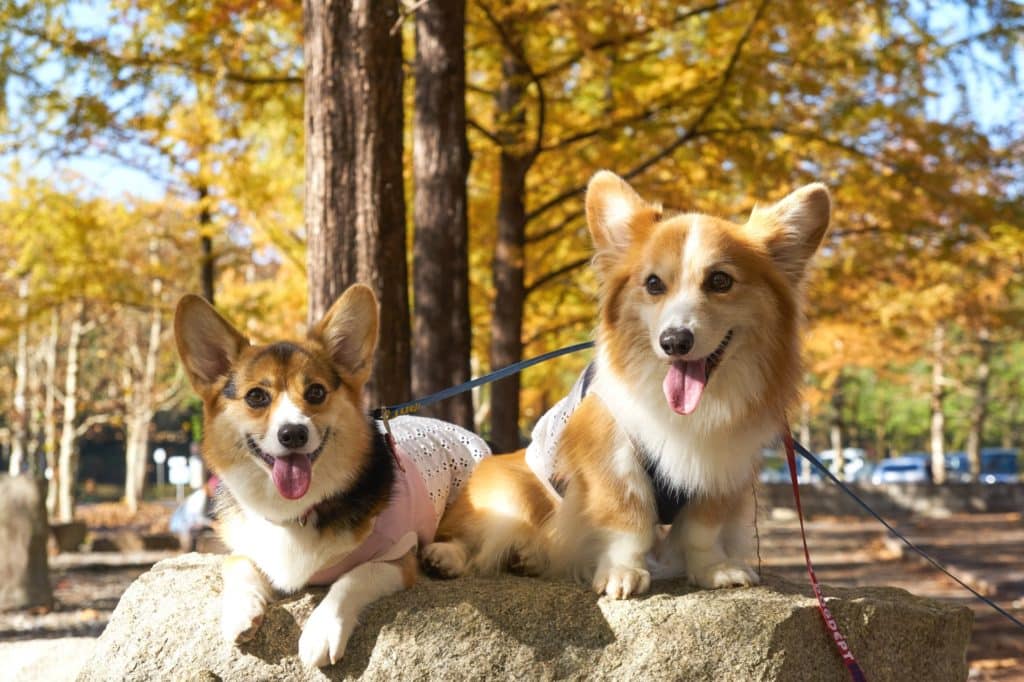 犬 | 北九州市八幡西区