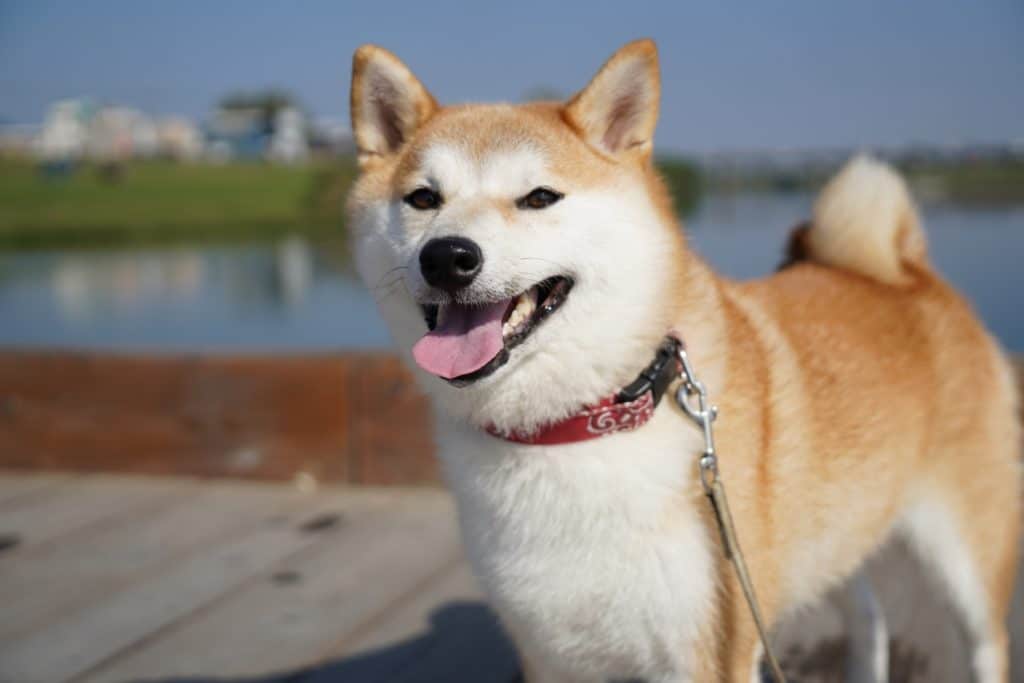 犬 | 京都市南部