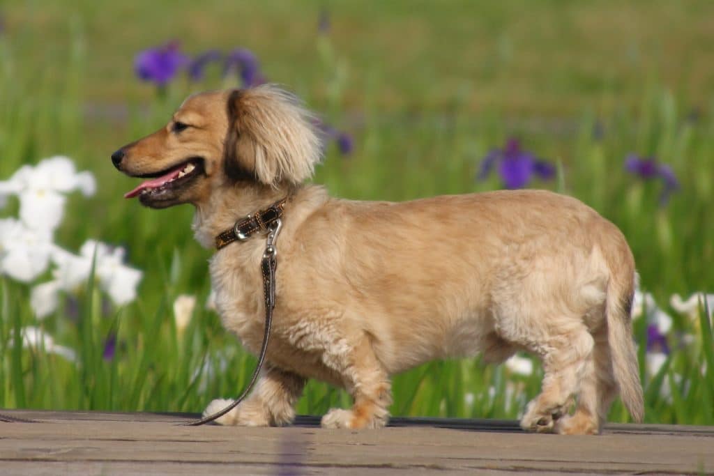 犬 | 大和郡山市