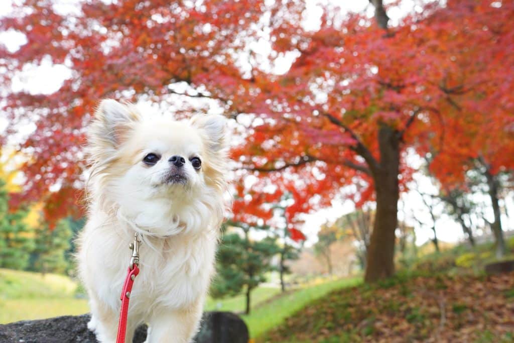 犬 | 石狩・当別周辺