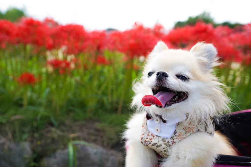 犬 | 海津・養老・木曽三川