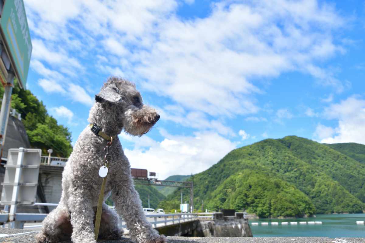 犬 | 愛川町・清川村