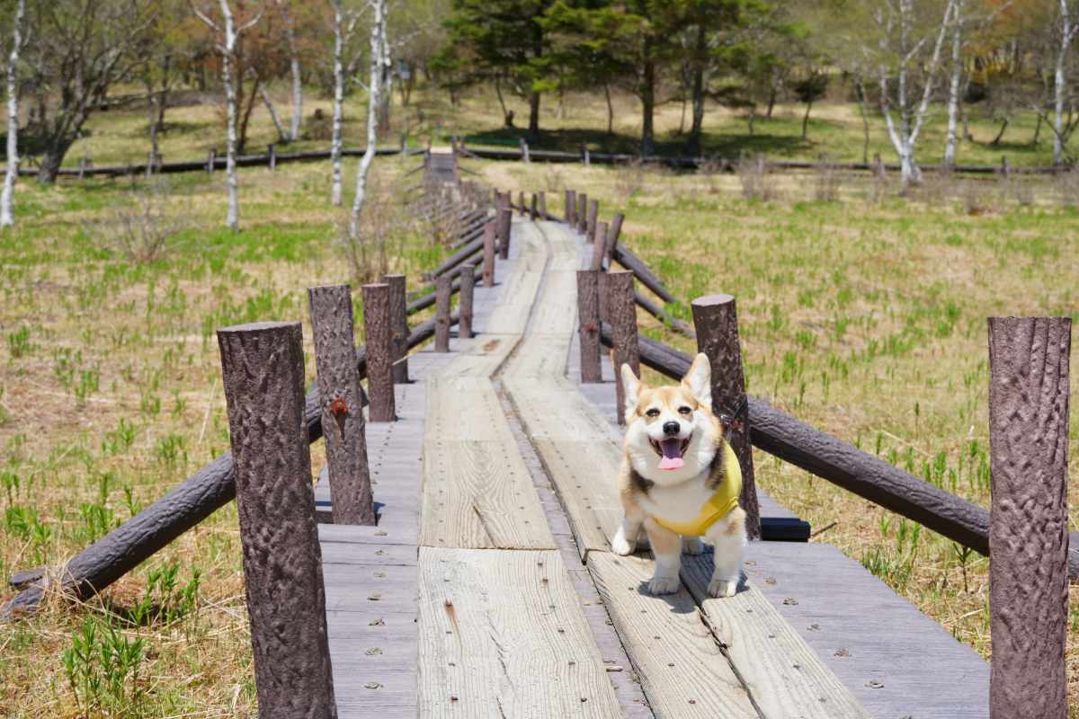 犬 | 富士見・原