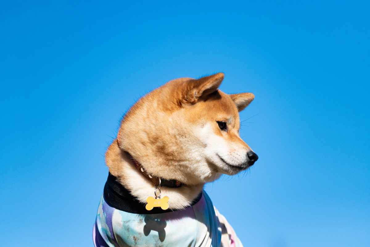 犬 | 神埼・吉野ヶ里