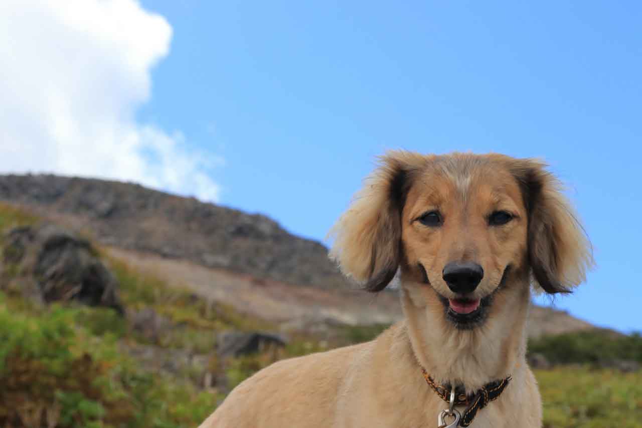 犬 | 香芝・王寺