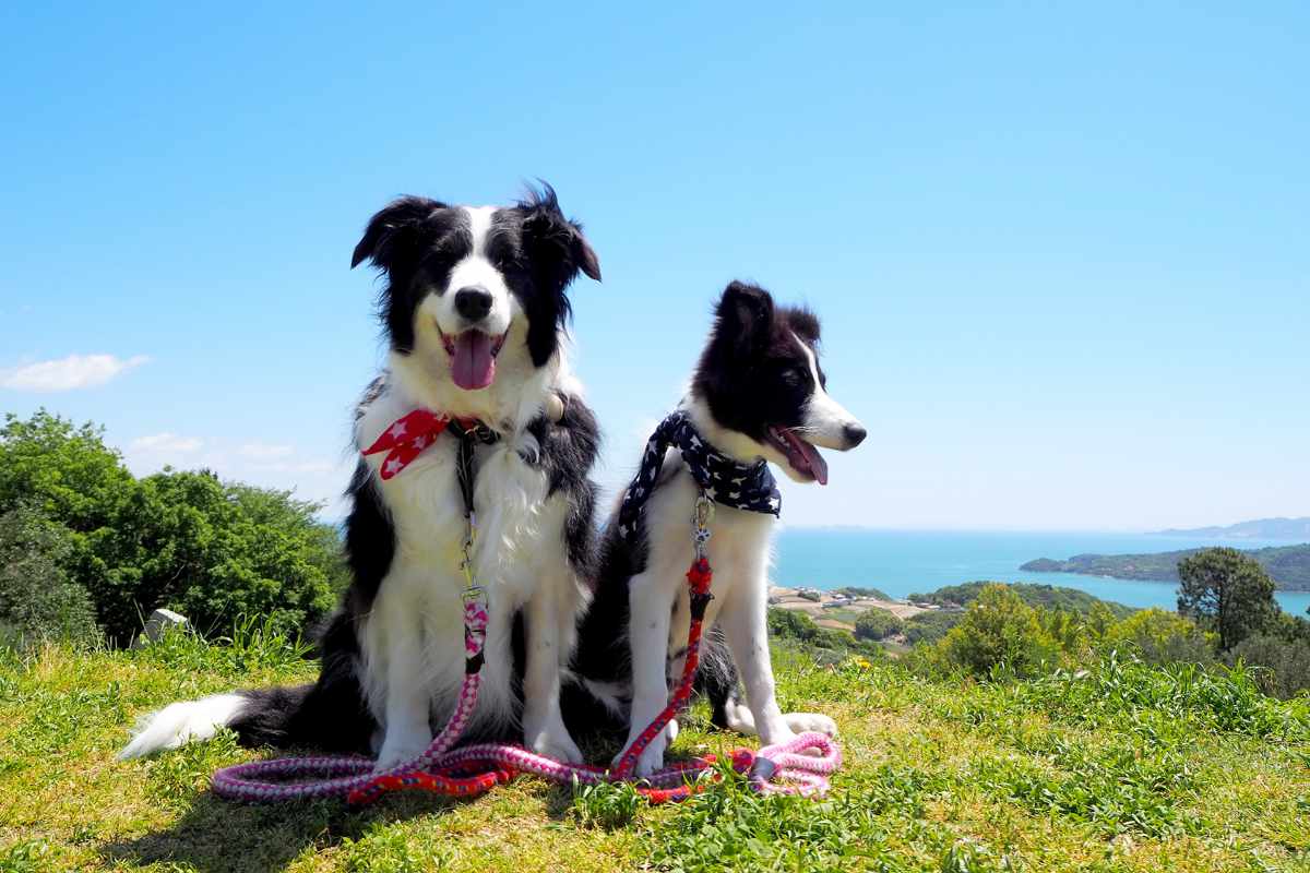犬 | 中城湾沿岸・中城・西原
