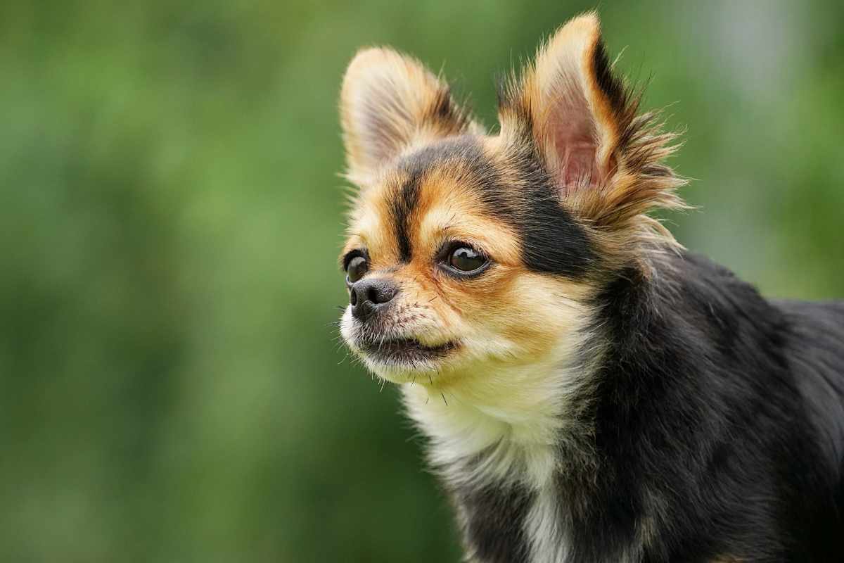 犬 | 中間市・響灘沿岸