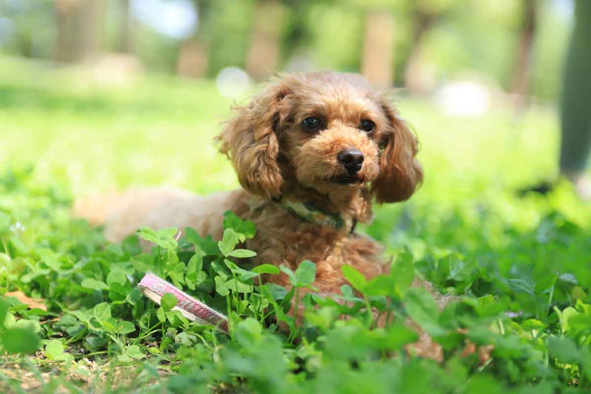 犬 | 西脇・多可