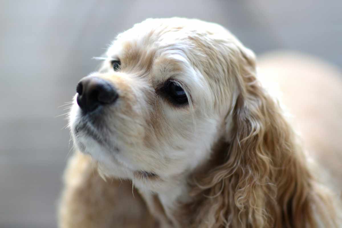 犬 | 札幌駅周辺