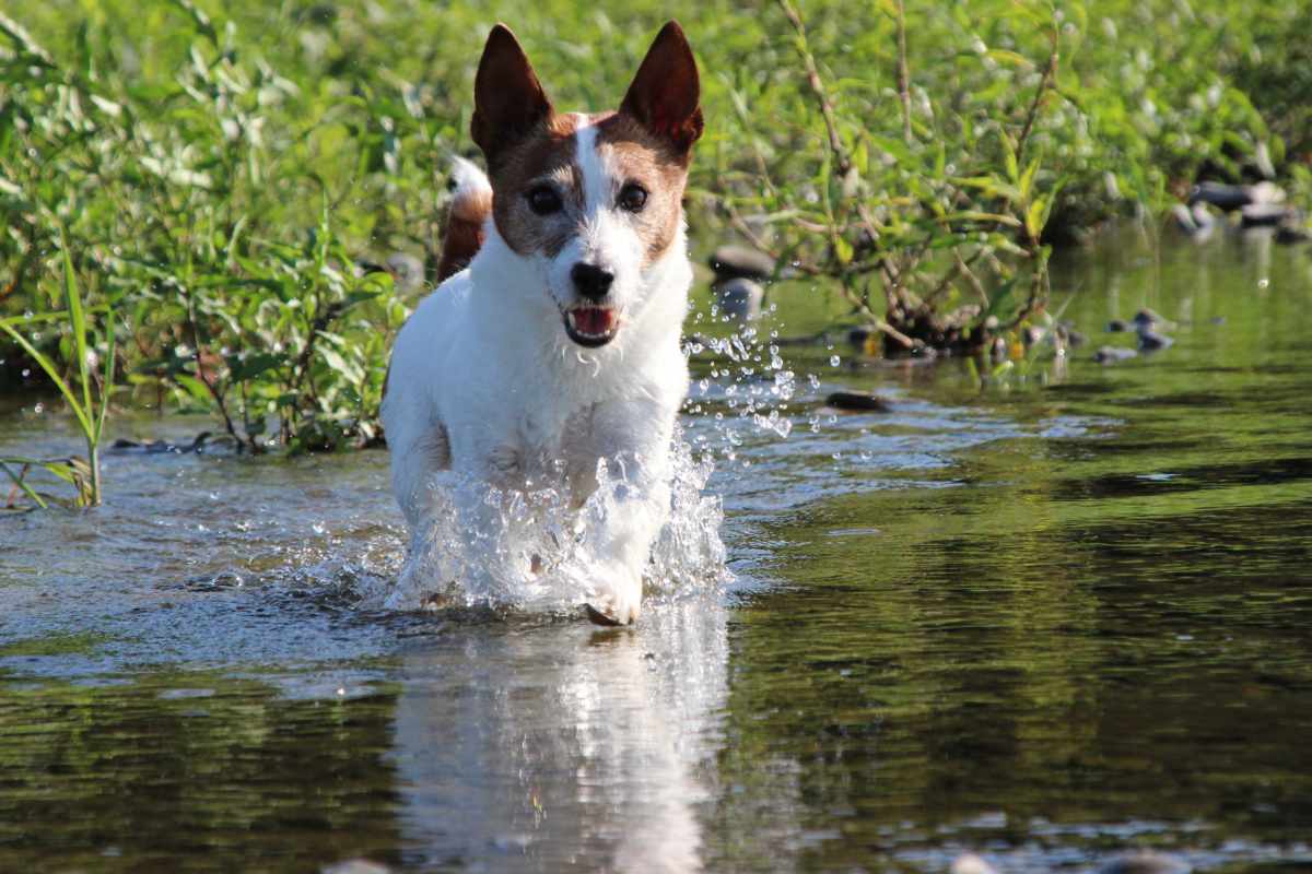 犬 | 島田・大井川河口