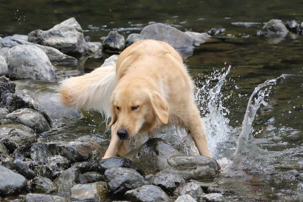 犬 | 多気・中伊勢
