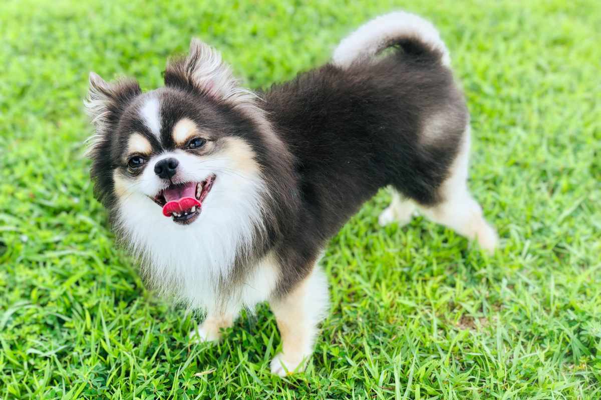 犬 | 都農・佐土原周辺